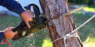 How Our Tree Care Process Works  in  Poway, CA