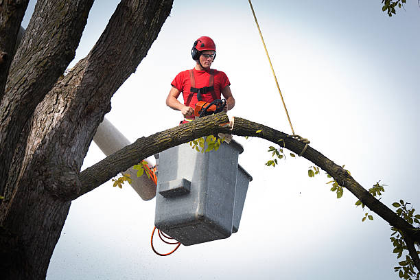 Trusted Poway, CA Tree Services Experts